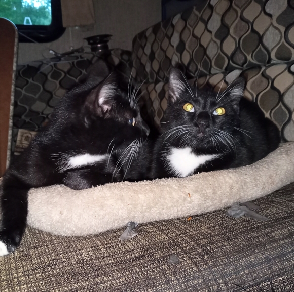 Meet your Posher, Frankie - Picture 11 of 11